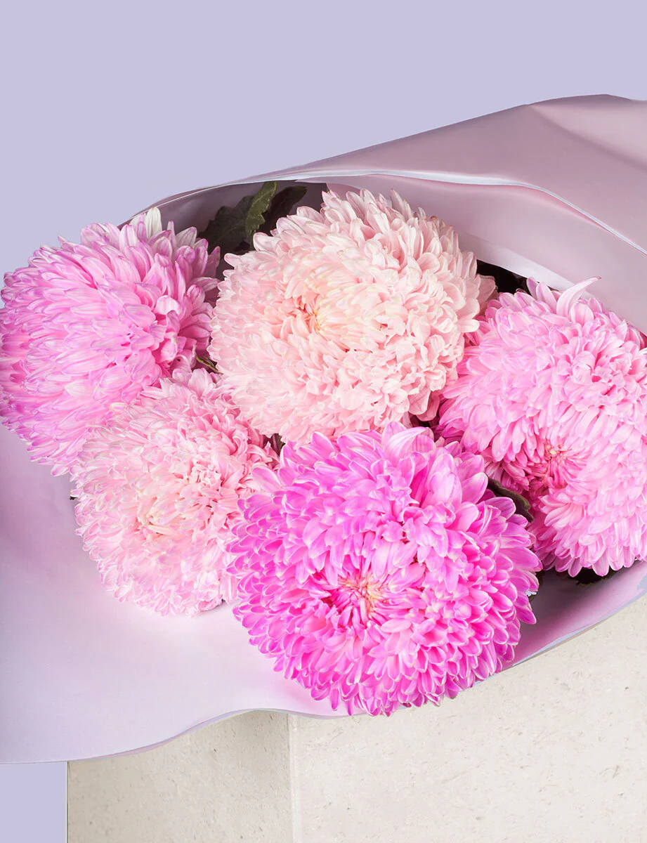 Lucky Dip Chrysanthemum Disbuds - Image 3