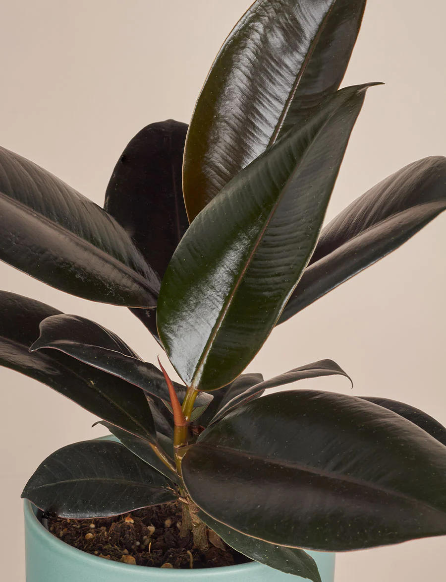 Ficus Elastica + a Green Pot - Image 3