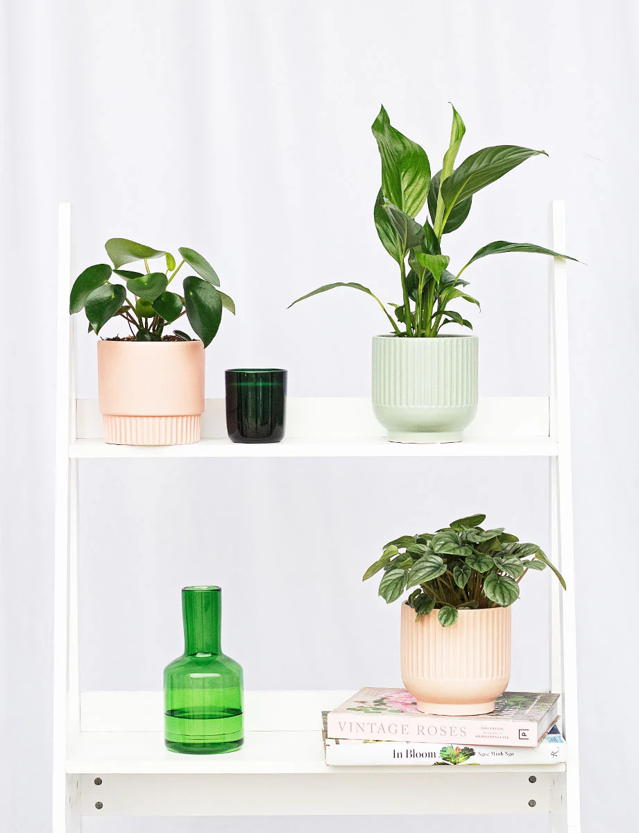 Ficus Elastica - Rubber Plant - Image 5
