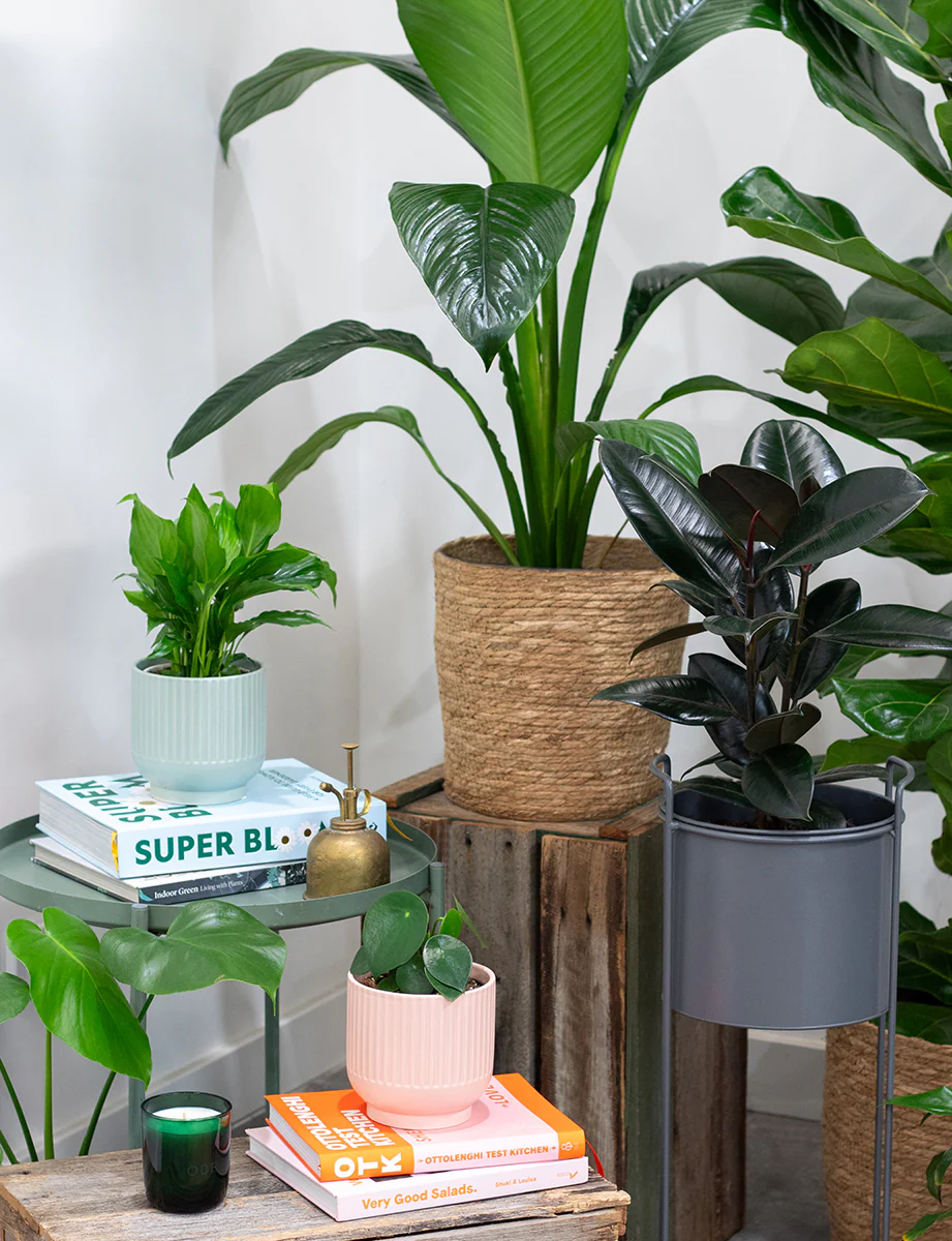 Large Peace Lily - Image 3