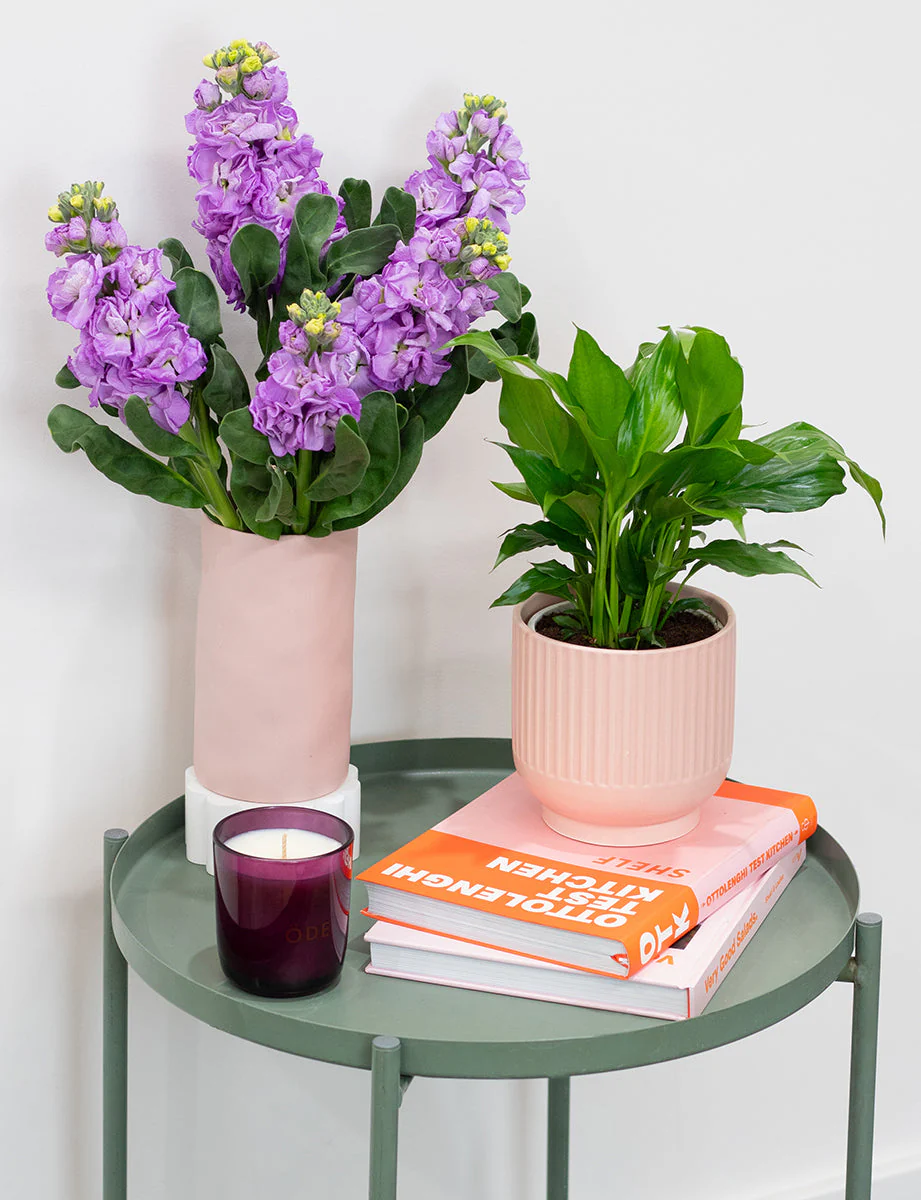 Peace Lily + a Green Pot - Image 6