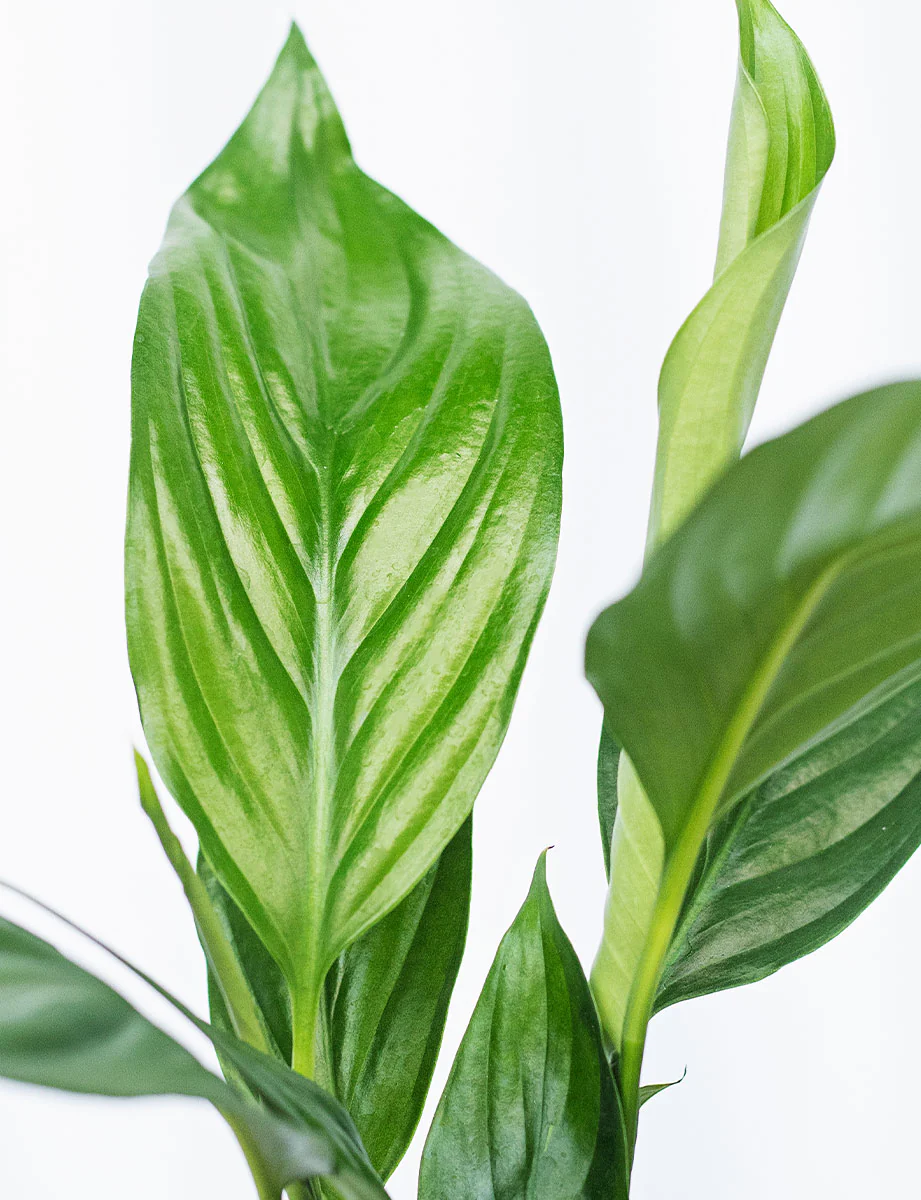 Peace Lily + a Pink Pot - Image 3