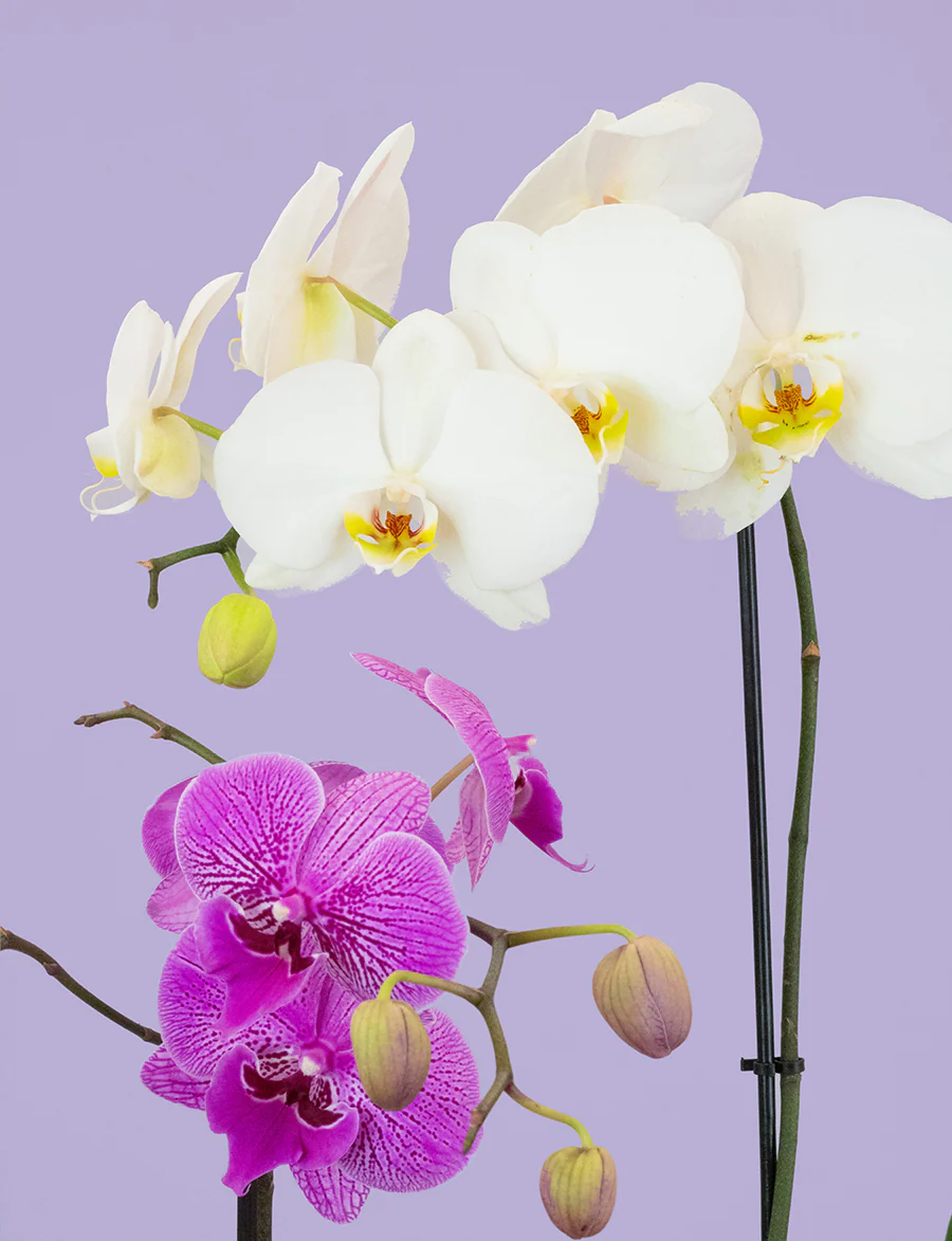 Phalaenopsis Orchid + a Green Pot - Image 3