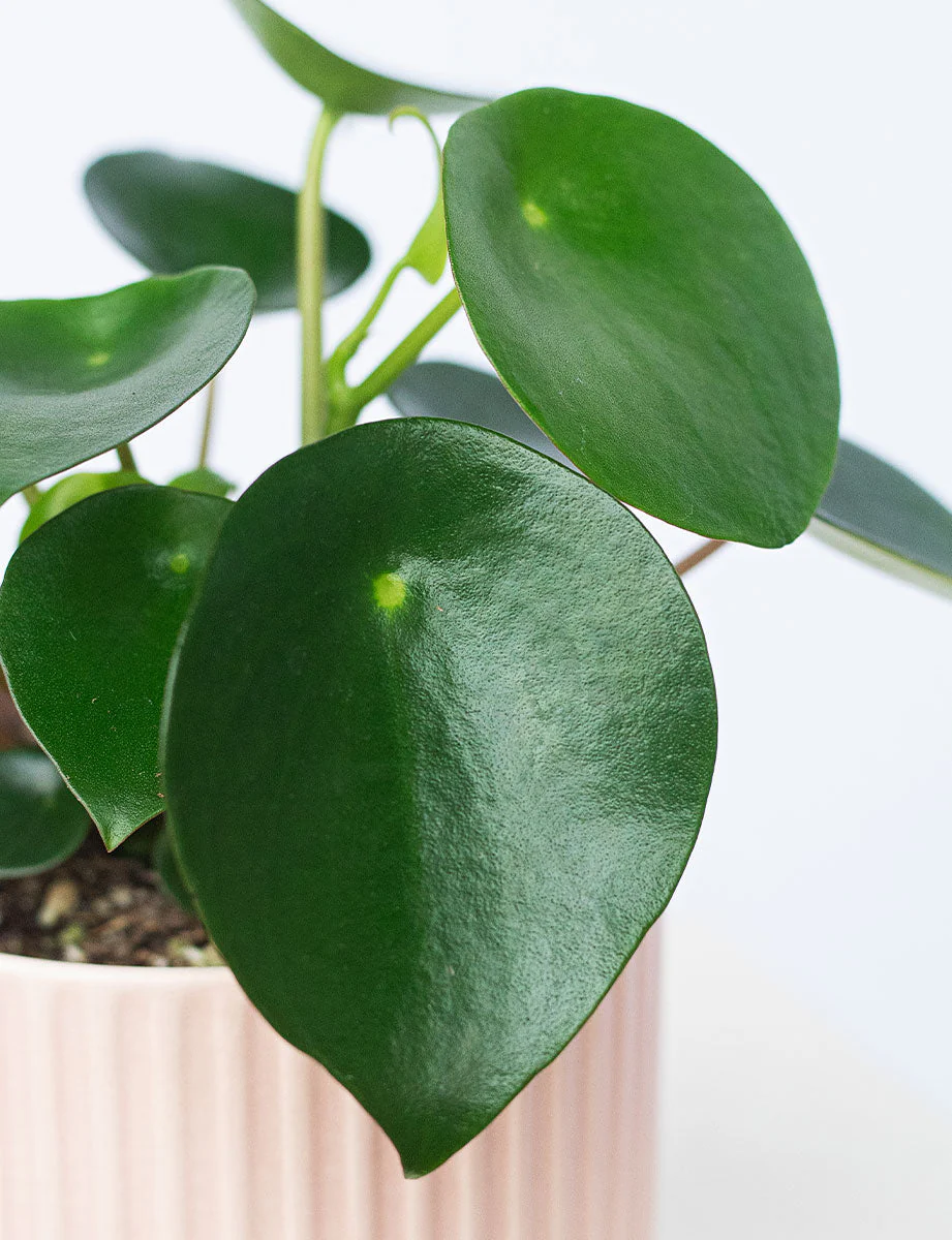 Raindrop + a Green Pot - Image 3