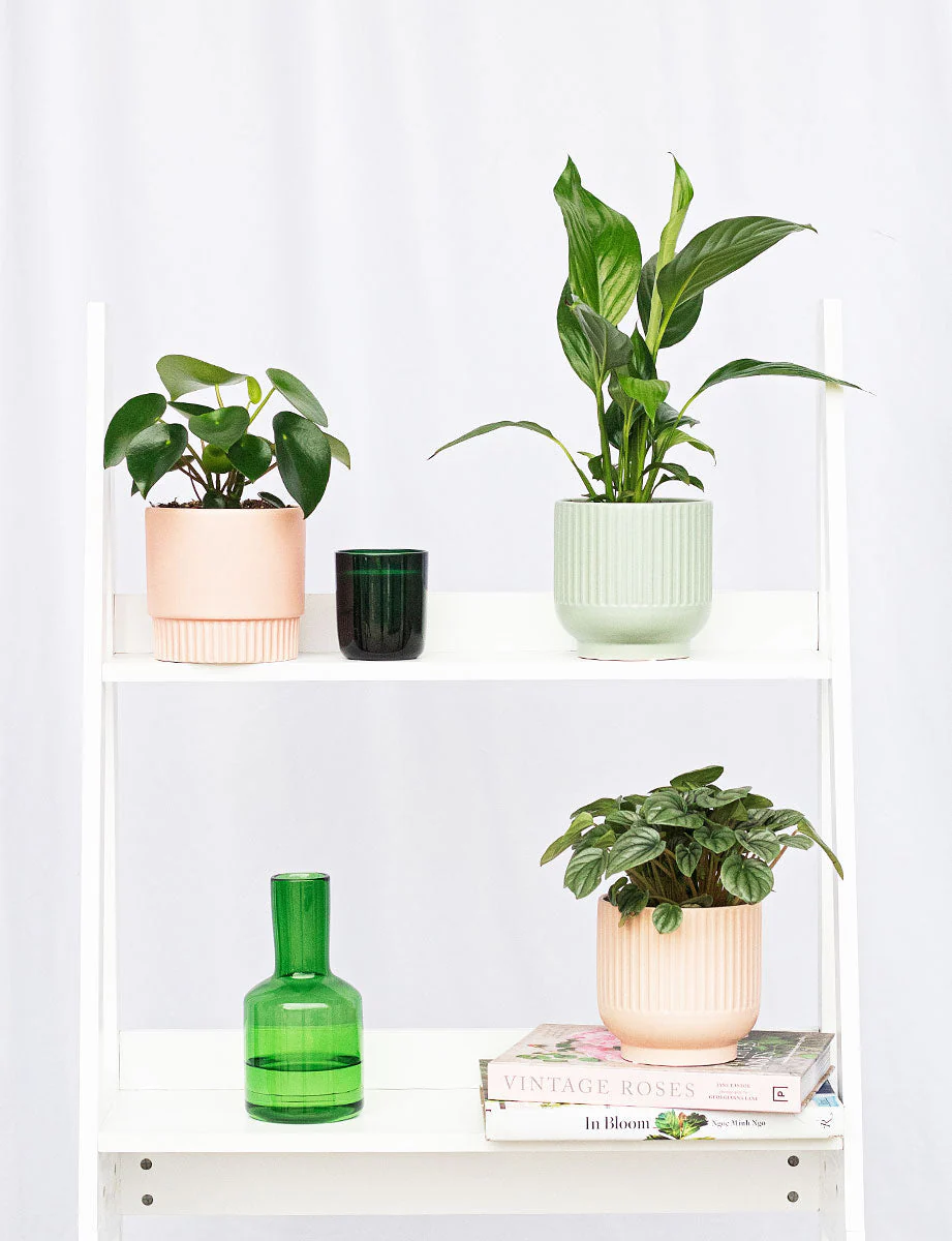 Raindrop + a Green Pot - Image 7