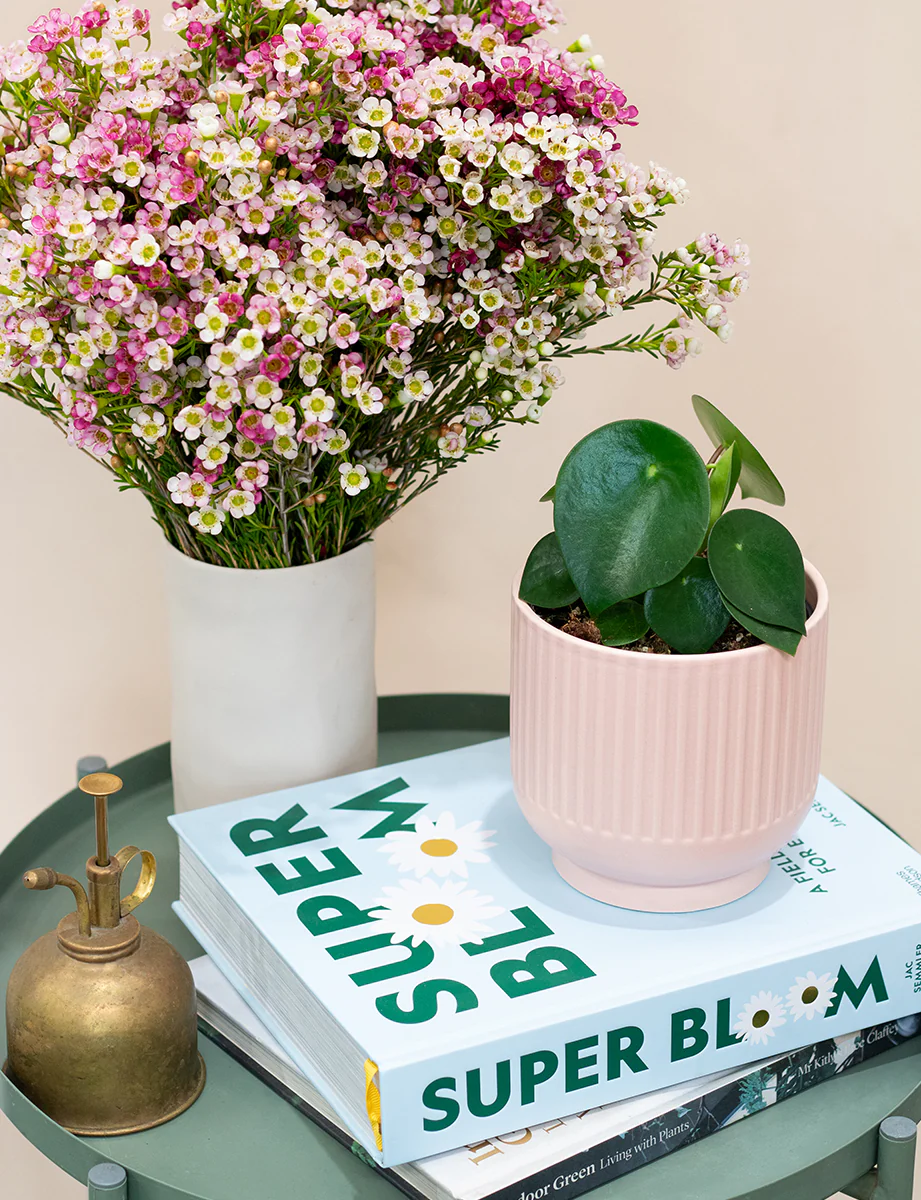 Raindrop + a Pink Pot - Image 7